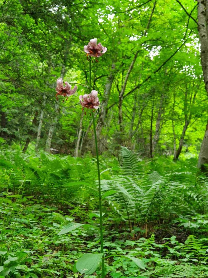 Lilium martagon